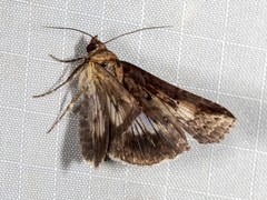 Lophoptera vittigera