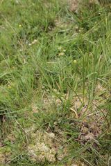 Selinum pyrenaeum