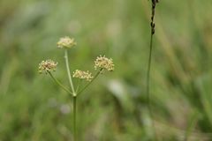 Selinum pyrenaeum