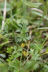 Selinum pyrenaeum