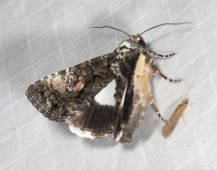 Aedia acronyctoides