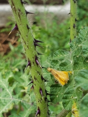 Solanum fructu-tecto