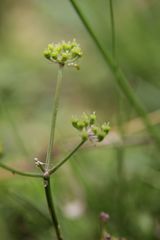 Selinum pyrenaeum