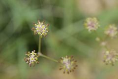Selinum pyrenaeum