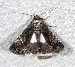Aedia acronyctoides