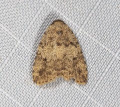 Tolpia conscitulana