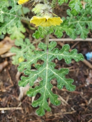 Solanum fructu-tecto