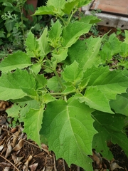 Physalis nicandroides
