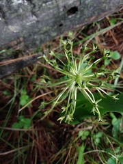 Malaxis novogaliciana