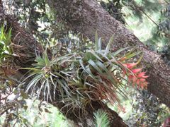 Tillandsia macrochlamys