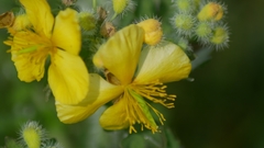 Chelidonium asiaticum