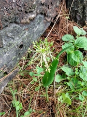 Malaxis novogaliciana