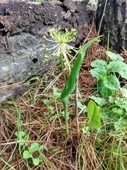 Malaxis novogaliciana
