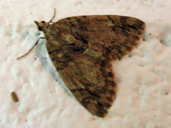 Hydriomena perfracta