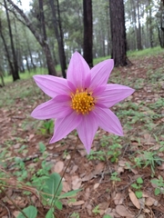 Dahlia sherffii