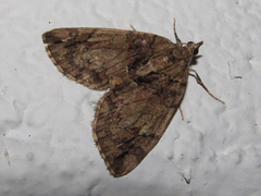 Hydriomena perfracta