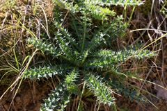 Cirsium acaule