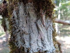 Pertusaria ostiolata