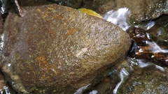 Tetragnatha elongata
