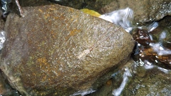 Tetragnatha elongata