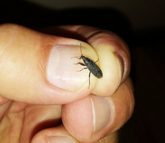 Neurocladus brachiidens