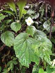Begonia pinglinensis