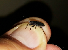 Neurocladus brachiidens