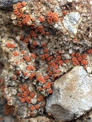 Polycauliona luteominia luteominia
