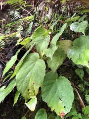 Begonia pinglinensis