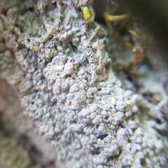 Pertusaria ostiolata
