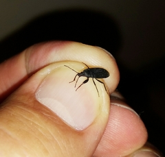 Neurocladus brachiidens