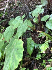 Begonia pinglinensis
