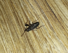 Neurocladus brachiidens