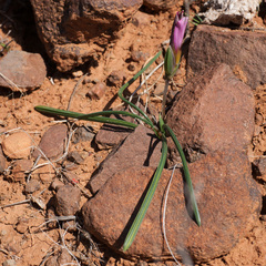 Romulea subfistulosa