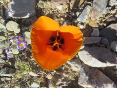 Calochortus kennedyi kennedyi