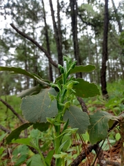Platanthera brevifolia