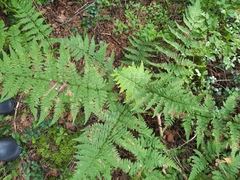 Dryopteris carthusiana