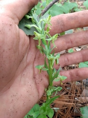 Platanthera brevifolia
