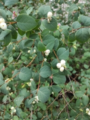 Symphoricarpos albus
