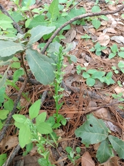 Platanthera brevifolia