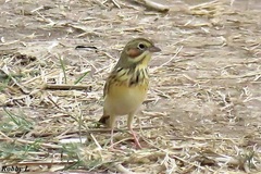 Emberiza fucata