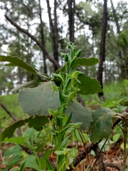 Platanthera brevifolia
