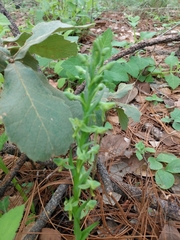 Platanthera brevifolia