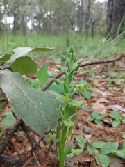 Platanthera brevifolia