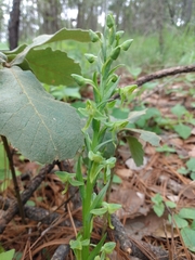 Platanthera brevifolia
