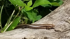 Plestiodon anthracinus