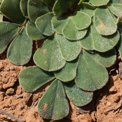 Oxalis melanosticta