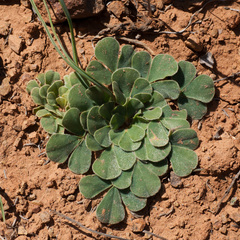 Oxalis melanosticta
