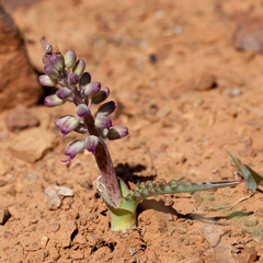 Lachenalia violacea