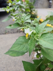 Solanum nigrum